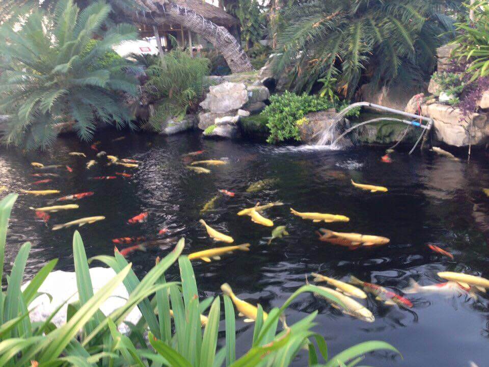 Nu&ocirc;i c&aacute; cảnh tong bể nước mưa